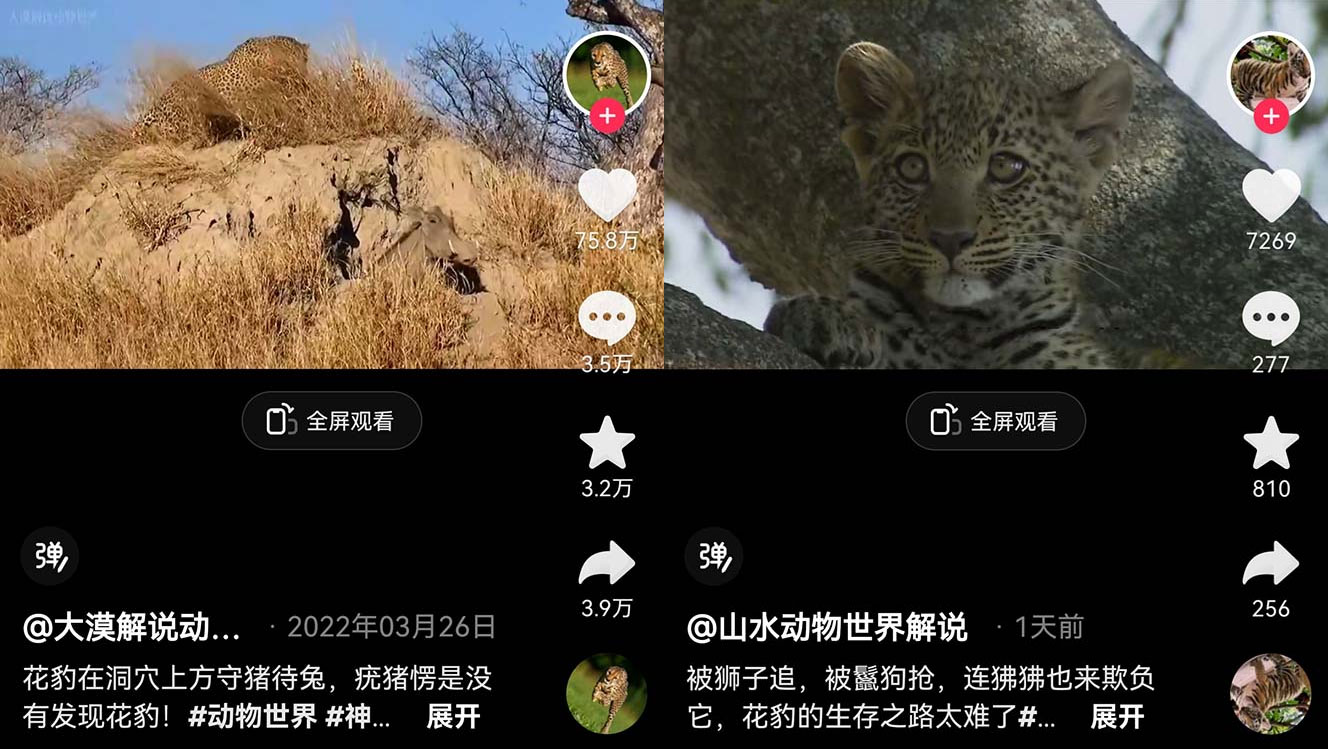 外面卖 1699 的国外纪录片解说：动物、美食、动画片解说，稳过中视频 - 小辰精品|源码站™